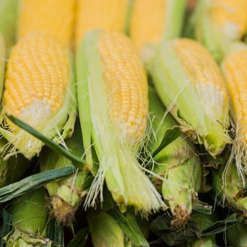 corn-cob-green-leaves-fresh-sweet-corn-farmers-market-closeup-sweet-boiled-corn-market (1)