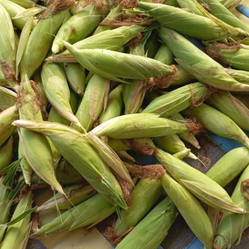 daufield-corn (1)